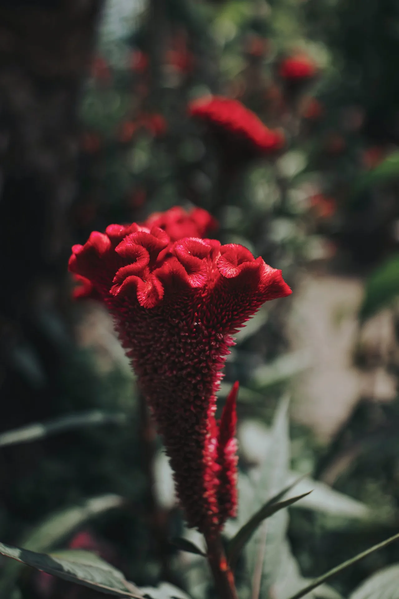 Loài hoa tượng trưng phú quý cho 12 con giáp