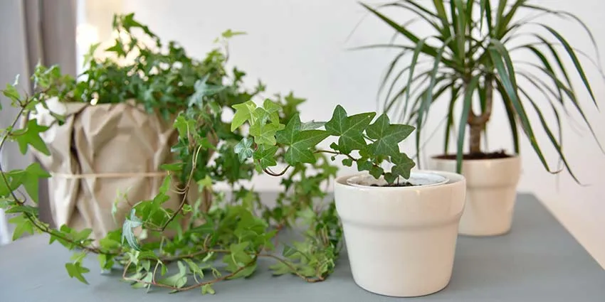 loại cây 6 loại cây 6