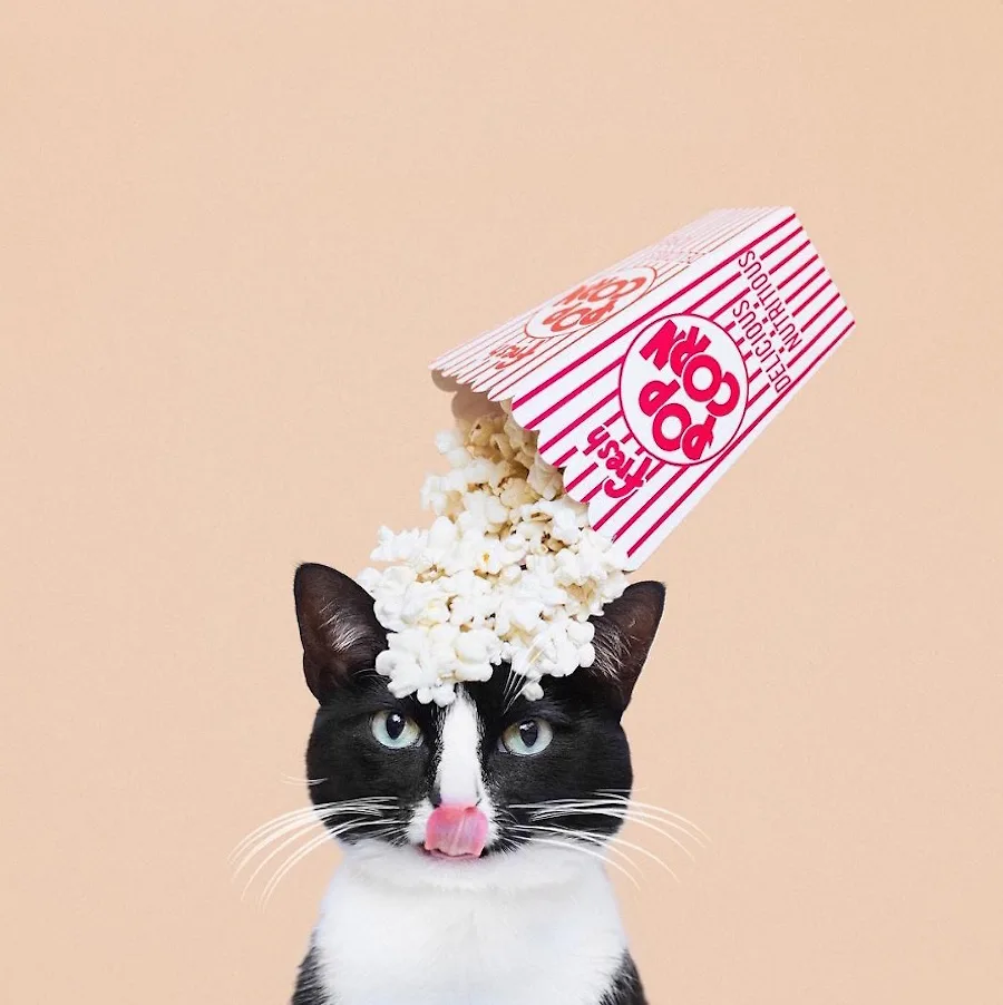 Gặp gỡ công chúa mèo Cheeto được yêu thích trên cộng đồng mạng Gặp gỡ công chúa mèo Cheeto được yêu thích trên cộng đồng mạng