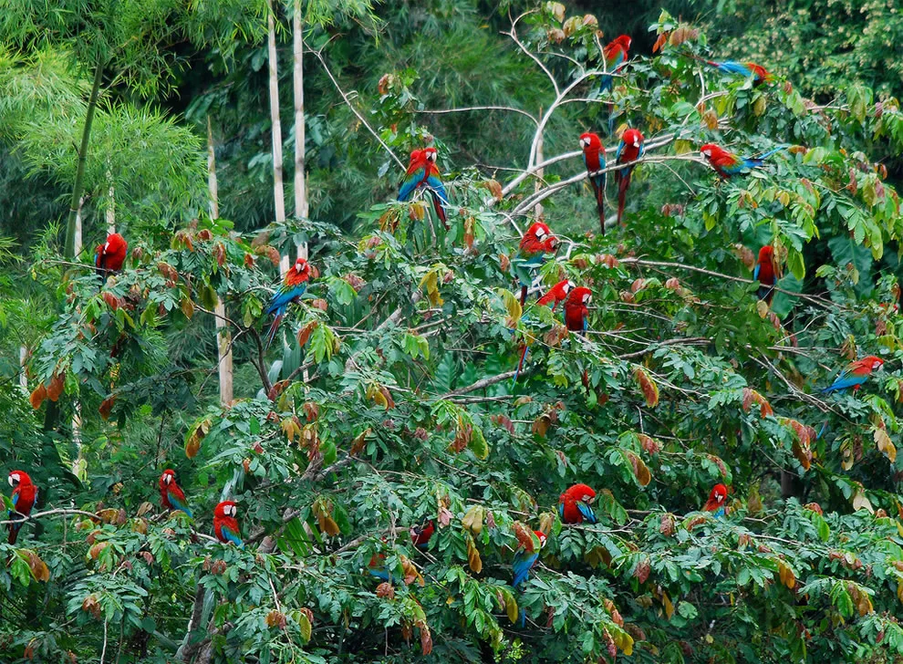 vẹt amazon