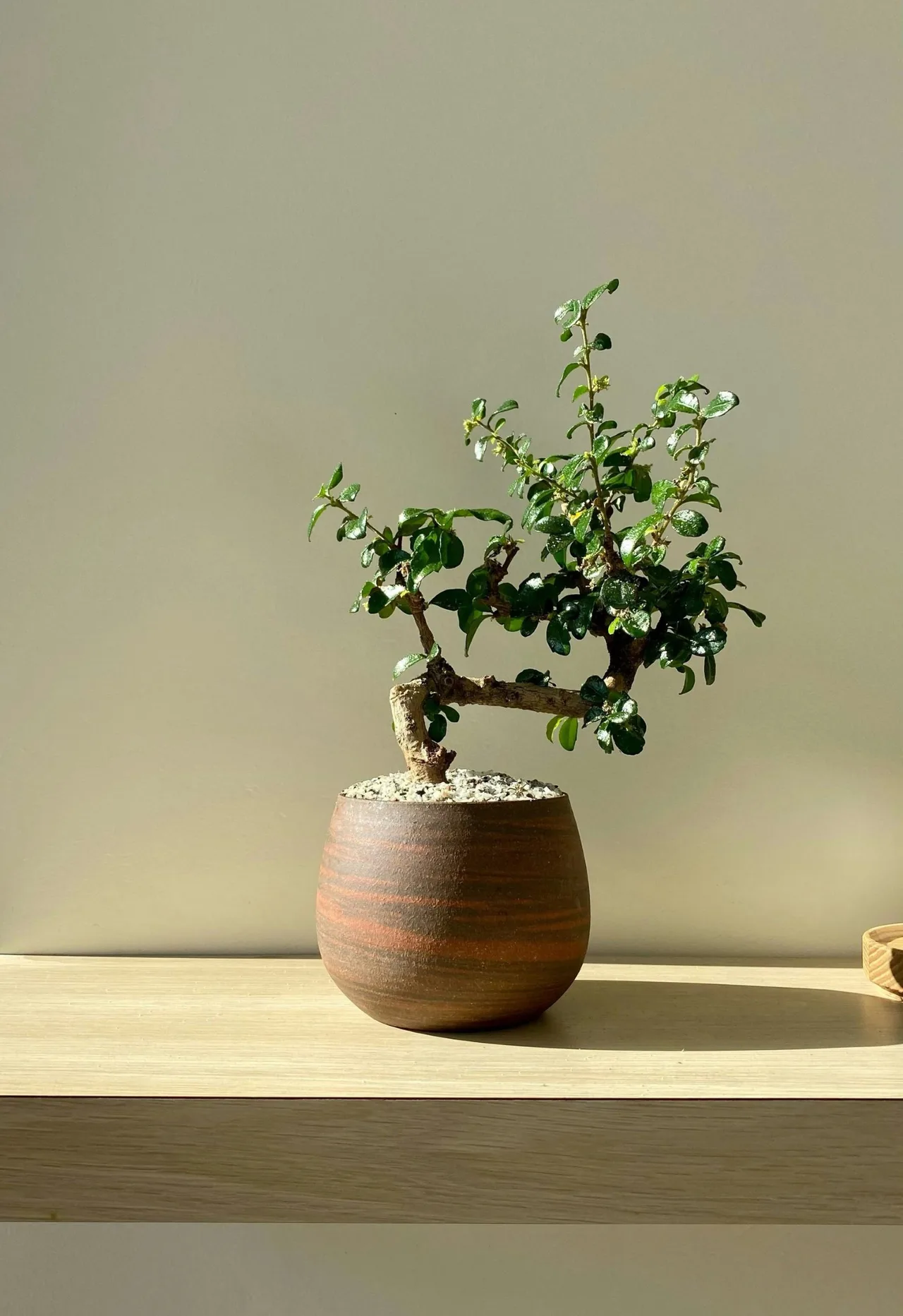 cây trà phúc kiến bonsai là loại cây cảnh mang giá trị thẩm mỹ cao