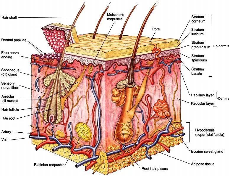 cellulite