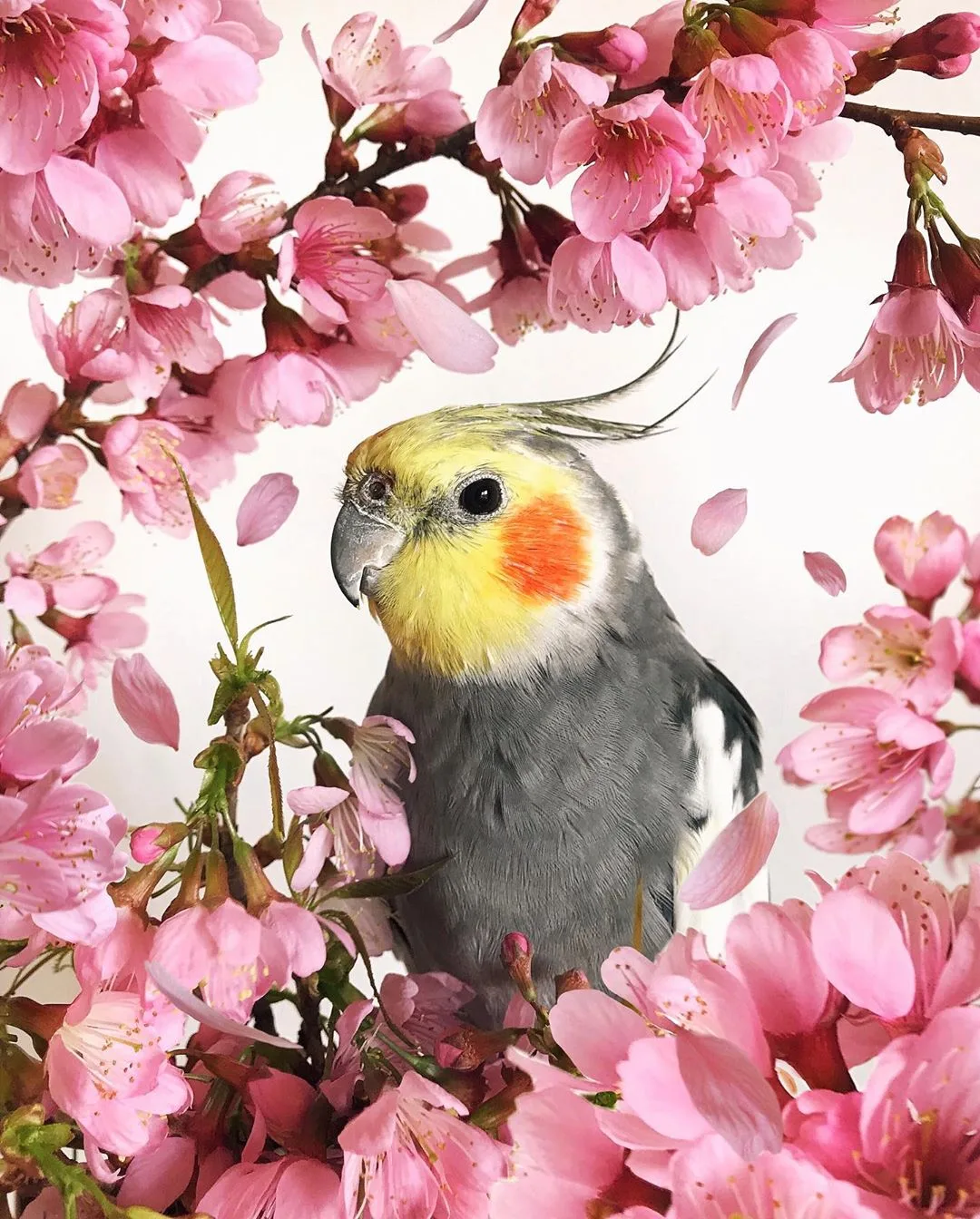 tài khoản instagram thú cưng Jack
