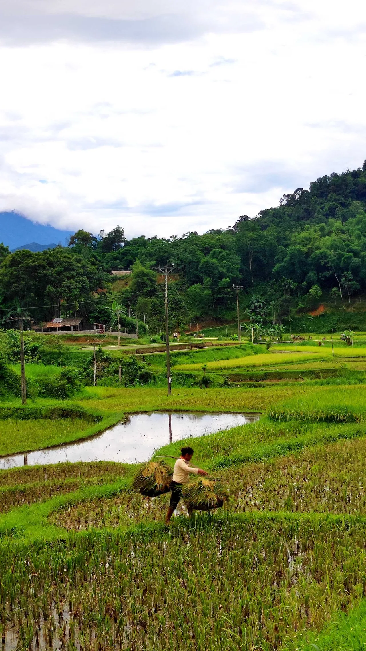 Pù Luông ruộng bậc thang bản Hiêu