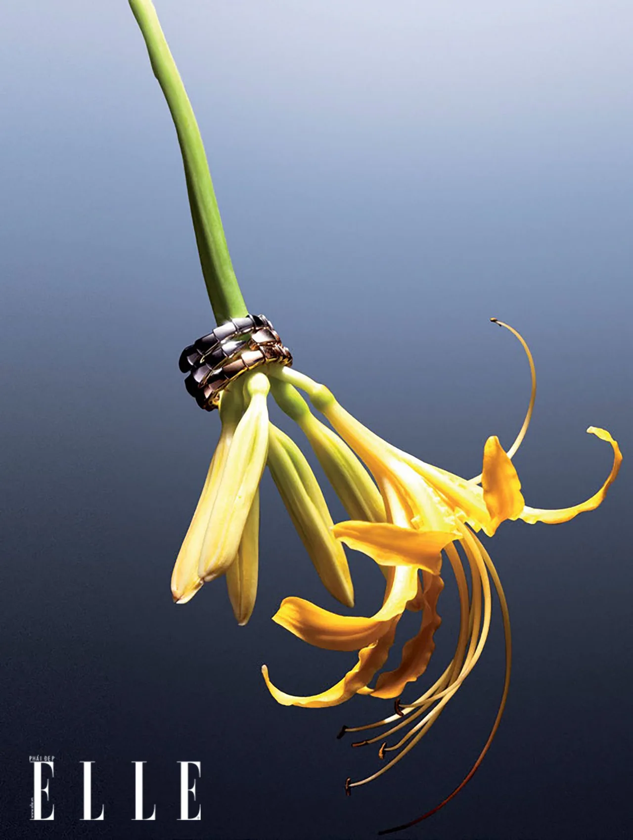 chiếc nhẫn cưới từ thương hiệu bvlgari
