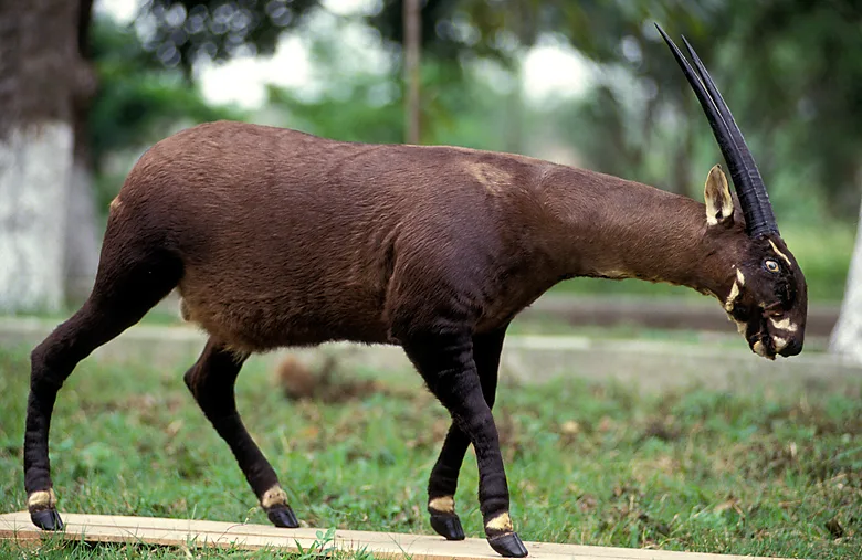 động vật hoang dã 10 động vật hoang dã 10
