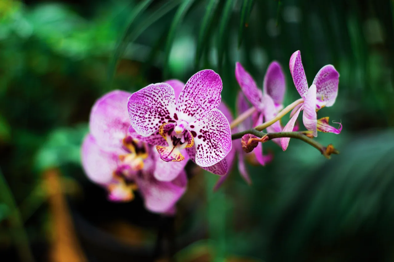 trắc nghiệm loài hoa hoa lan