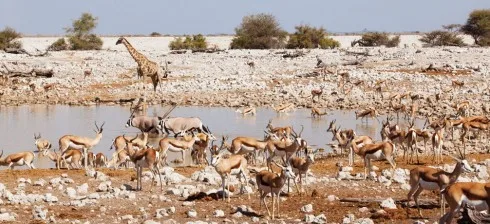 Du lich Namibia tieng goi noi hoang da 6