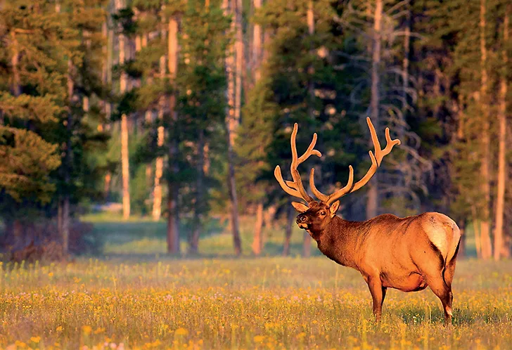 Ghé thăm rừng quốc gia đầu tiên trên thế giới - Yellowstone Ghé thăm rừng quốc gia đầu tiên trên thế giới - Yellowstone