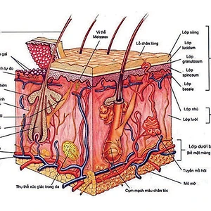Sự thật về Cellulite