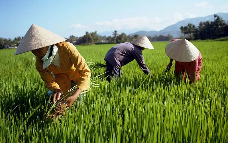 Những món quà lưu niệm đậm chất Việt Nam trong mắt khách du lịch Quốc tế Những món quà lưu niệm đậm chất Việt Nam trong mắt khách du lịch Quốc tế