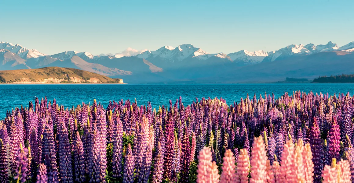 New Zealand 1 New Zealand 1