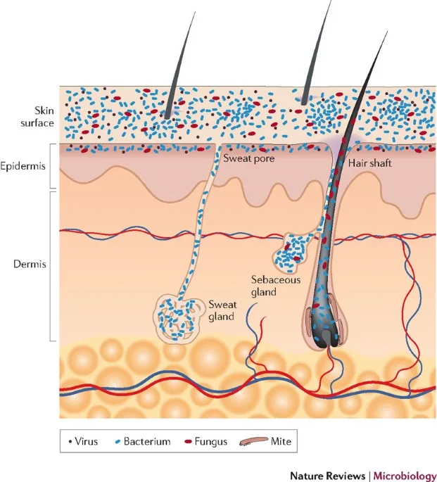 Microbiome - Hàng phòng thủ vi sinh cho làn da khỏe mạnh Microbiome - Hàng phòng thủ vi sinh cho làn da khỏe mạnh