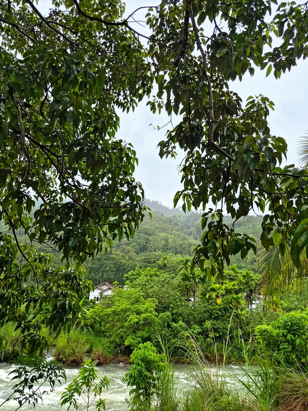 Rừng Beutong tại Aceh, Sumatra. Khu vực này đang chịu áp lực dai dẳng từ phát triển và nạn phá rừng, nhưng Laureate Rolex Awards 2026 Farwiza Farhan đang dẫn dắt tiếng nói địa phương trong nỗ lực bảo vệ hệ sinh thái độc đáo này.