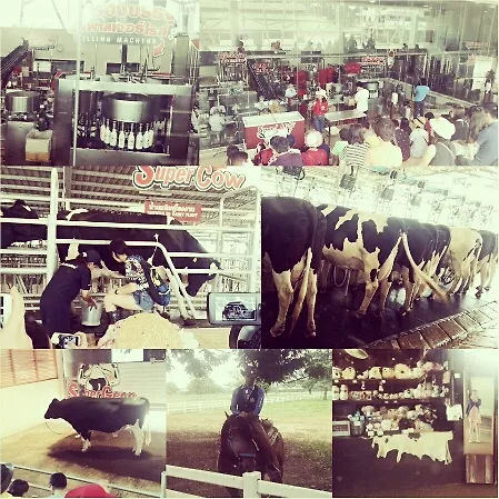 Chok Chai Farm là một tour khá hay ho mà tôi thật sự muốn bạn khám phá. Trong tour này bạn sẽ được tham gia khá nhiều hoạt động như: tham gia quy trình vắt sữa bò, tìm hiểu quy trình sản xuất các sản phẩm từ sữa, thưởng thức show diễn của các chàng cowboy, đăng ký thực hành làm kem từ chính trang trại này.