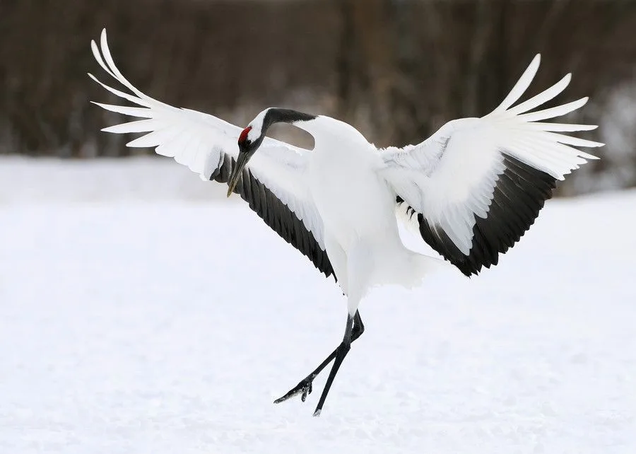 sếu đầu đỏ