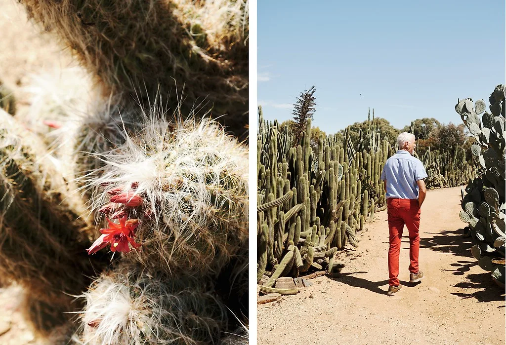 catus country tương tự như một sa mạc