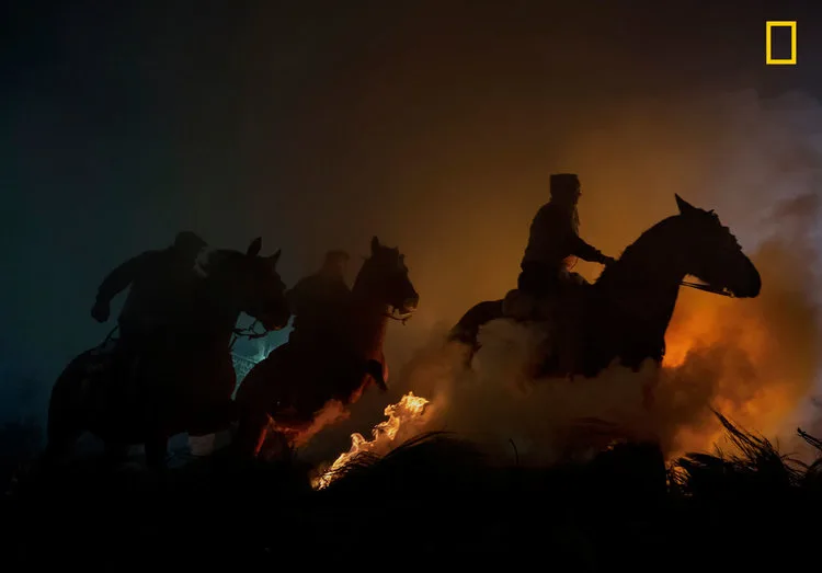 horses