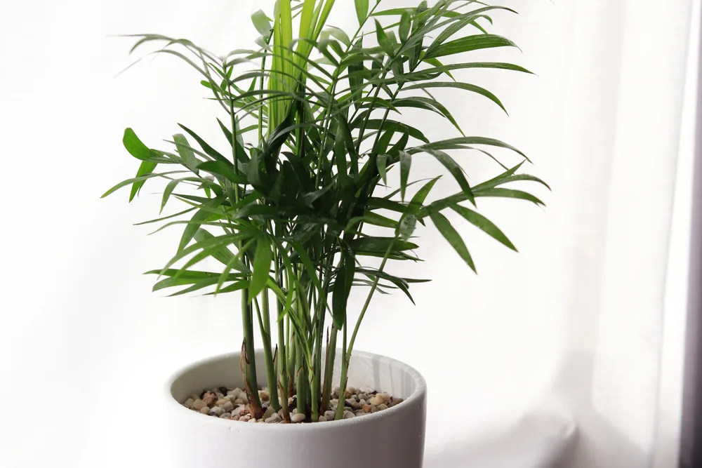 loại cây 1 loại cây 1