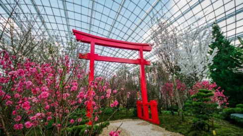 Hoa anh dao no ro tai Gardens by the Bay – ellevn - 01