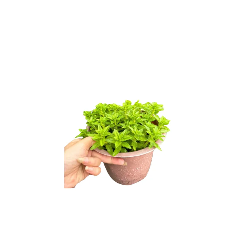 15.png