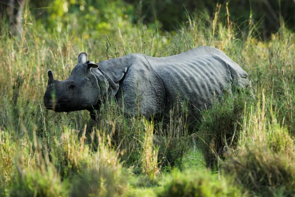tê giác ở vườn quốc gia chitwan