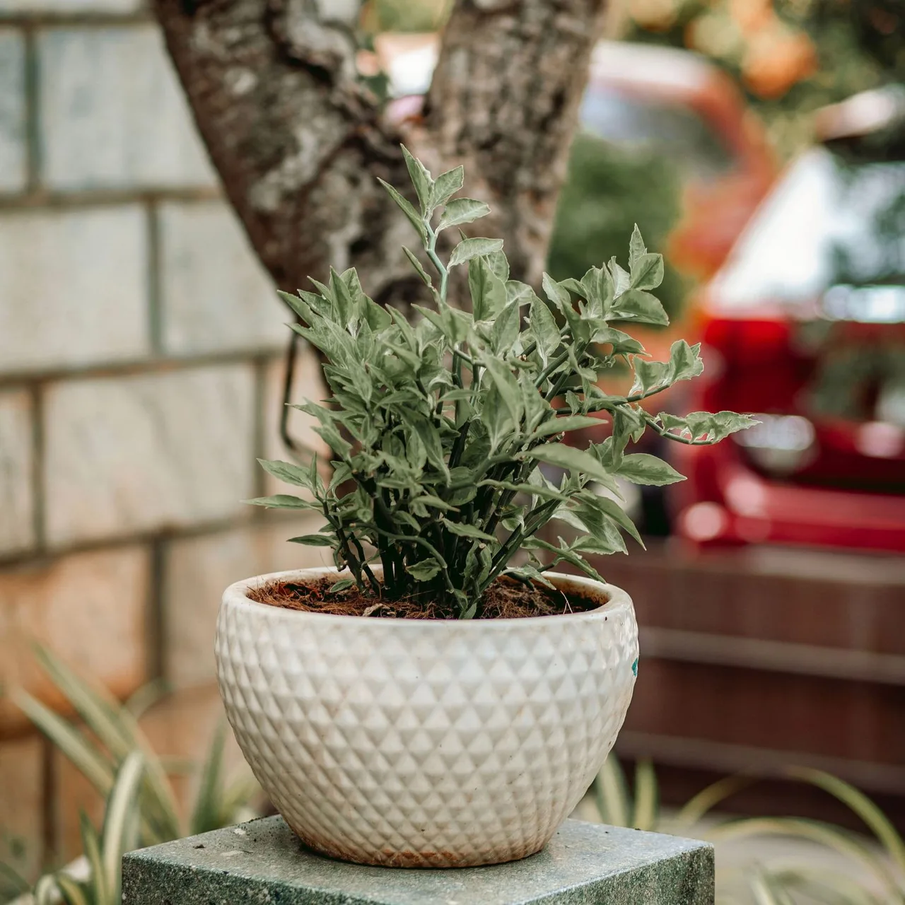 Chậu cây bằng gốm sứ.