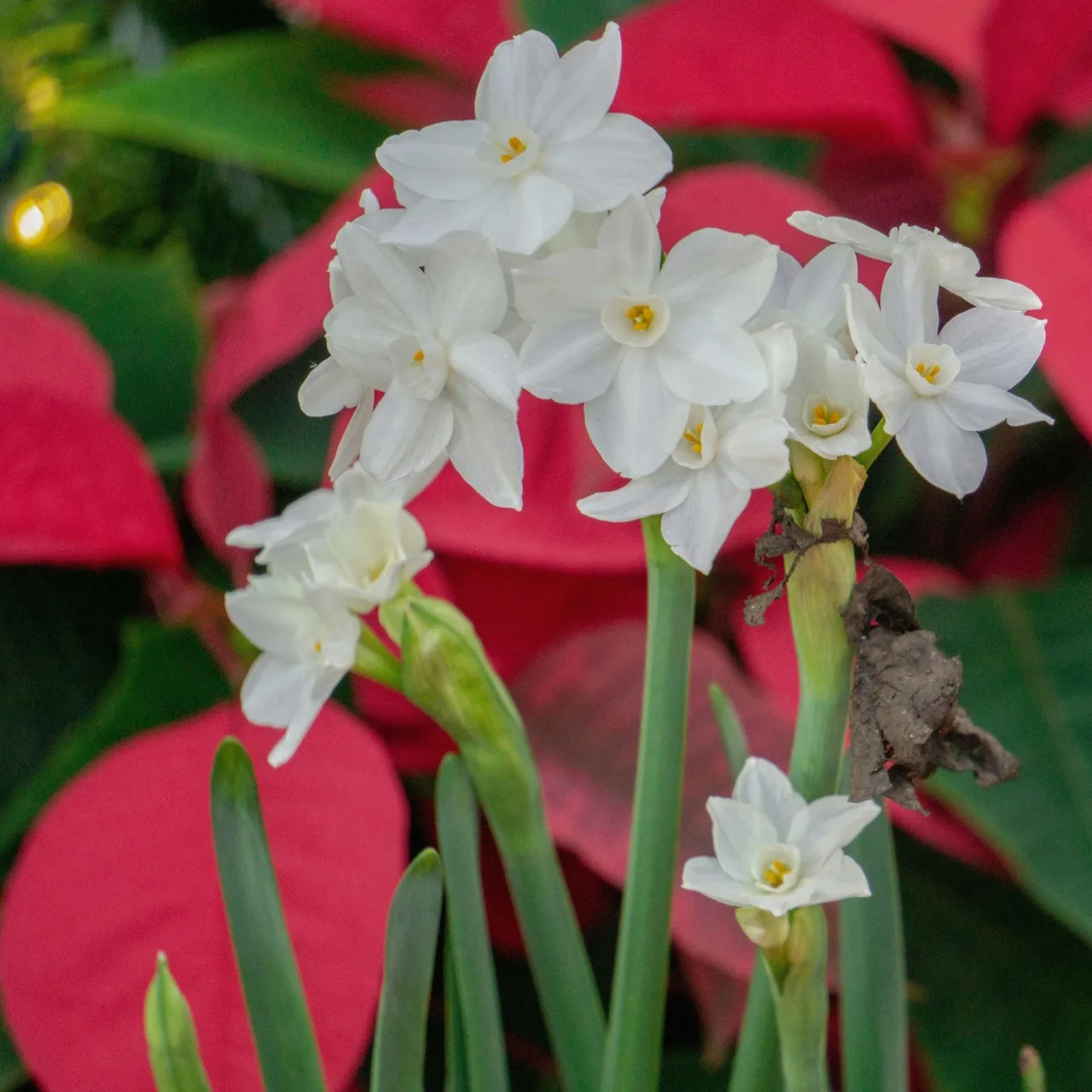 hoa thuỷ tiên Noel
