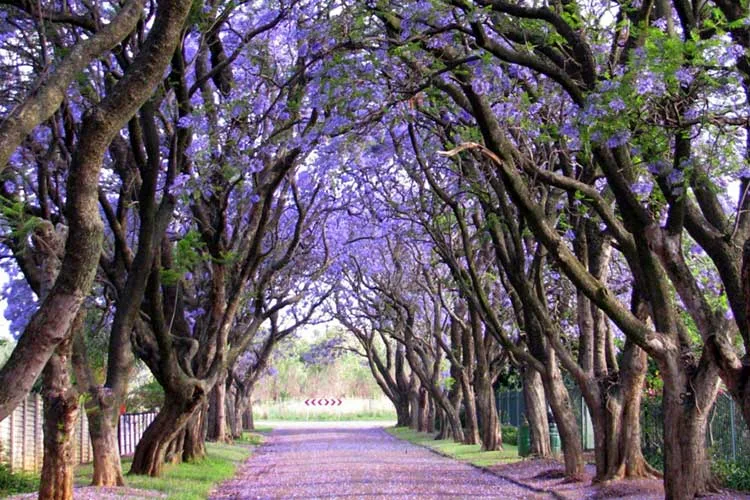 phượng tím Jacaranda phượng tím Jacaranda