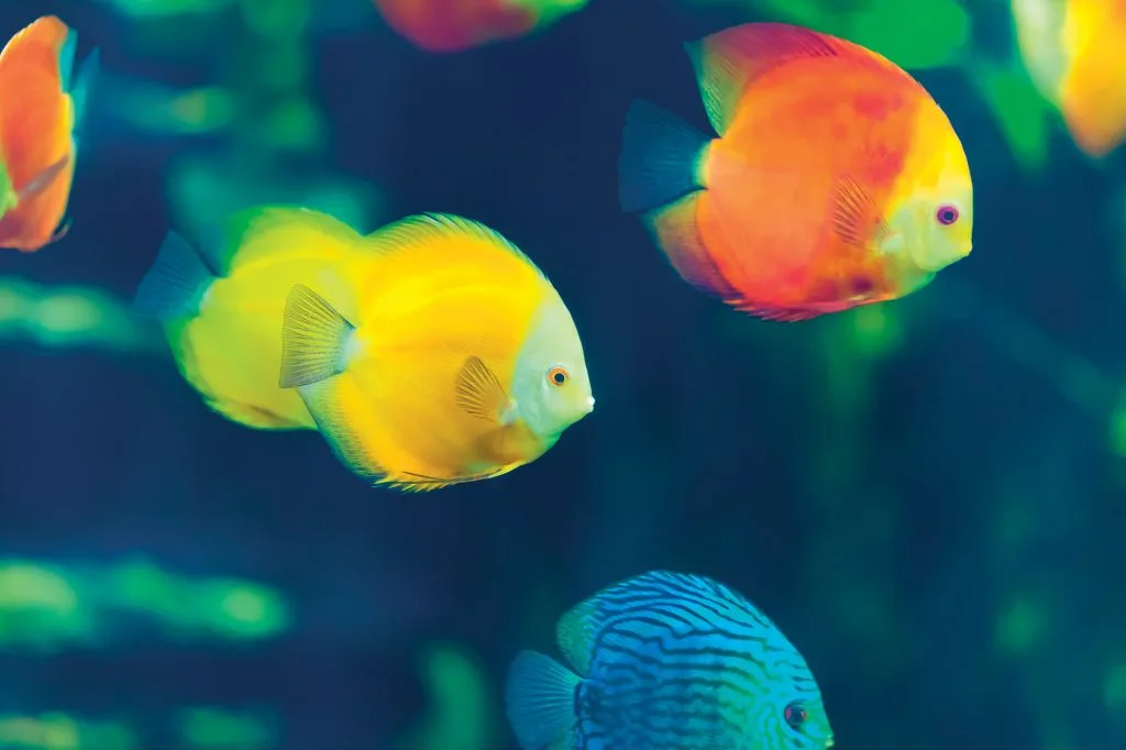 hòn đảo các loại cá của đảo Gầm Ghì hòn đảo các loại cá của đảo Gầm Ghì