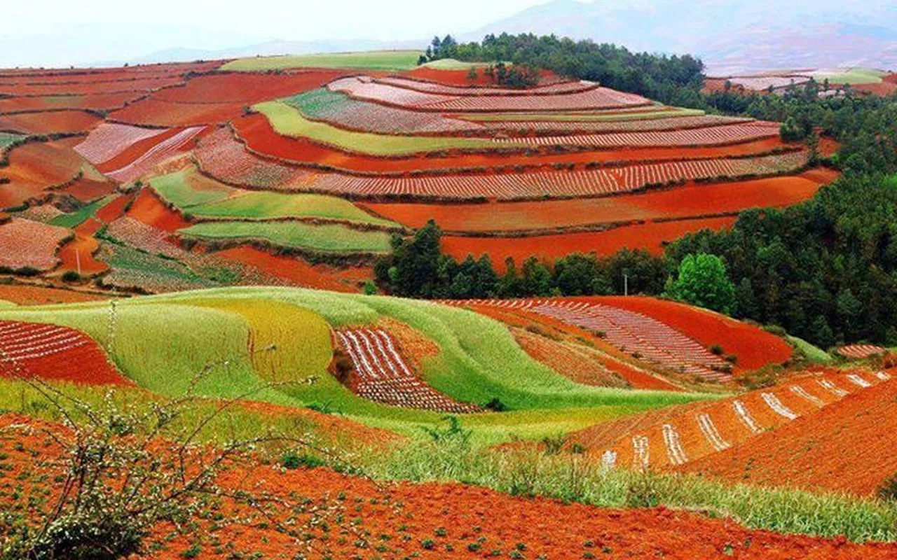 ruộng ở lexiaguo