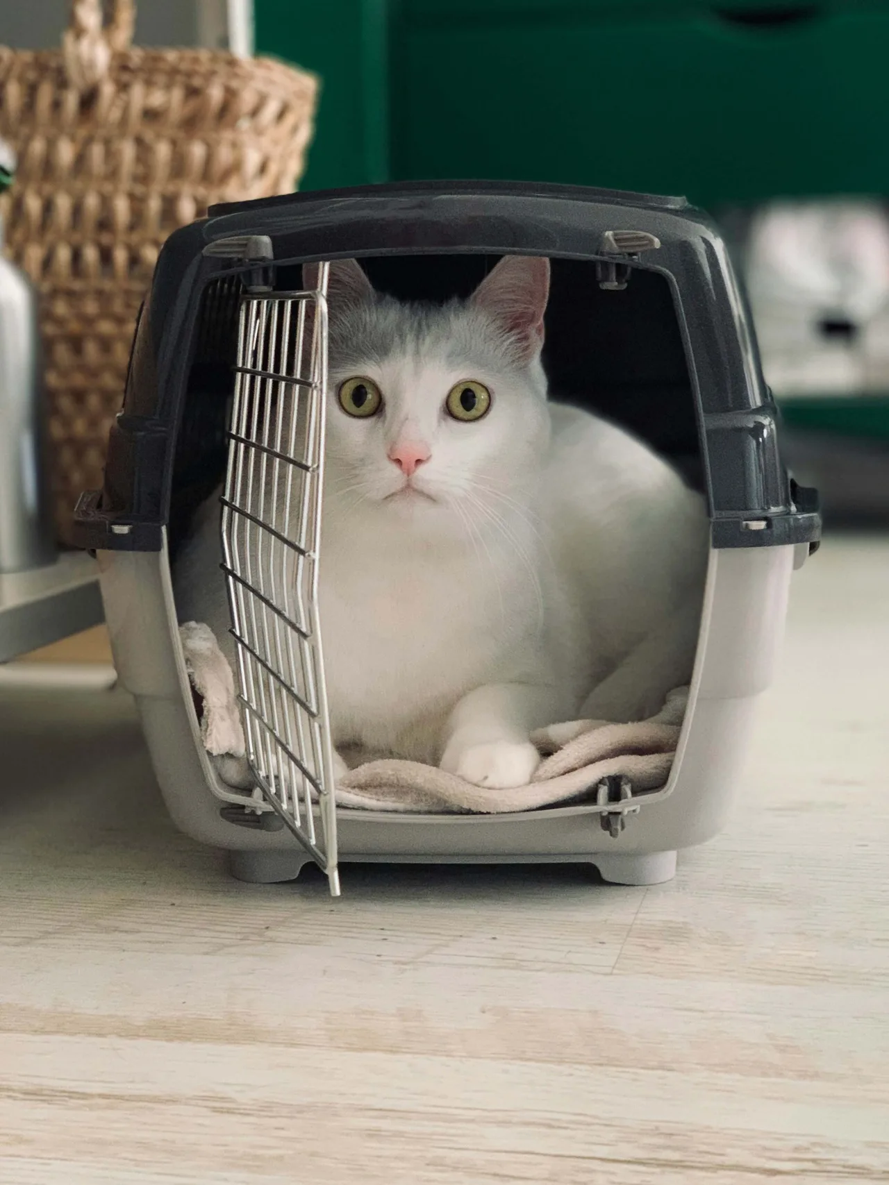 lồng vận chuyện cho vật yêu