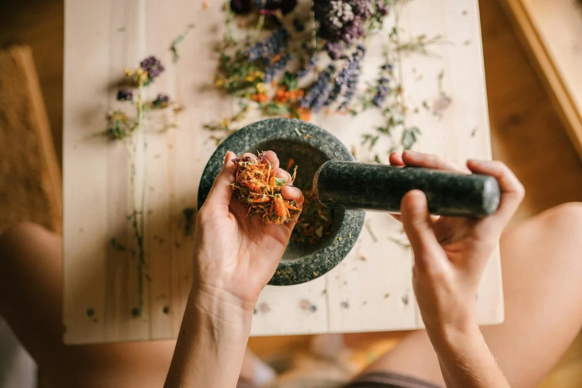 Giã thảo mốc để lấy tinh chất làm tinh dầu