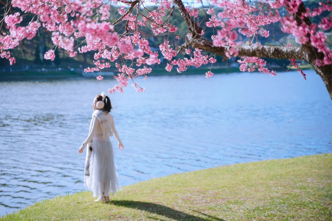 Hồ Xuân Hương là một trong những địa điểm ngắm hoa anh đào đẹp nhất ở Đà Lạt.