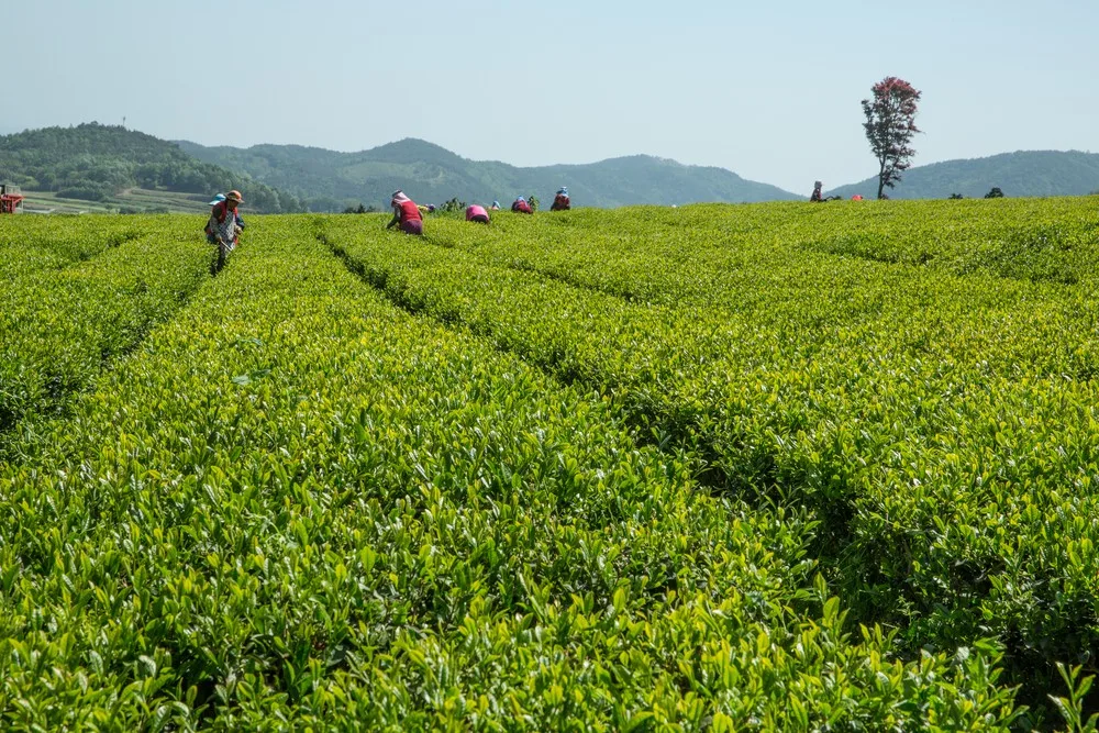 boseong du lịch hàn quốc