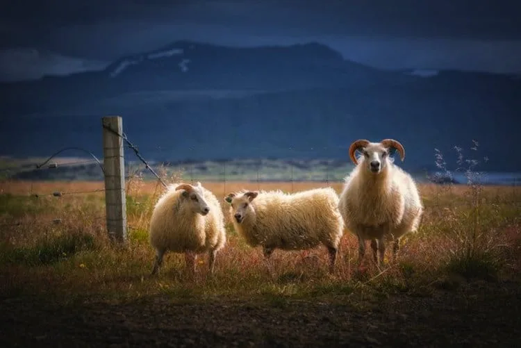 Iceland 6