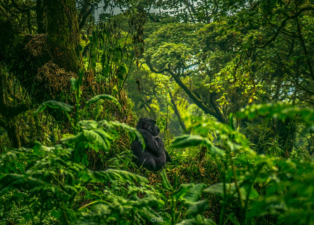 nền kinh tế xanh rwanda