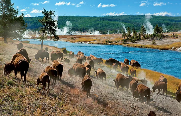 Ghé thăm rừng quốc gia đầu tiên trên thế giới - Yellowstone Ghé thăm rừng quốc gia đầu tiên trên thế giới - Yellowstone