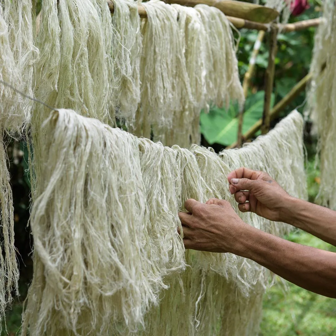 Vải sợi lá dứa - chất liệu tiềm năng cho ngành công nghiệp thời trang bền vững 1 Vải sợi lá dứa - chất liệu tiềm năng cho ngành công nghiệp thời trang bền vững 1