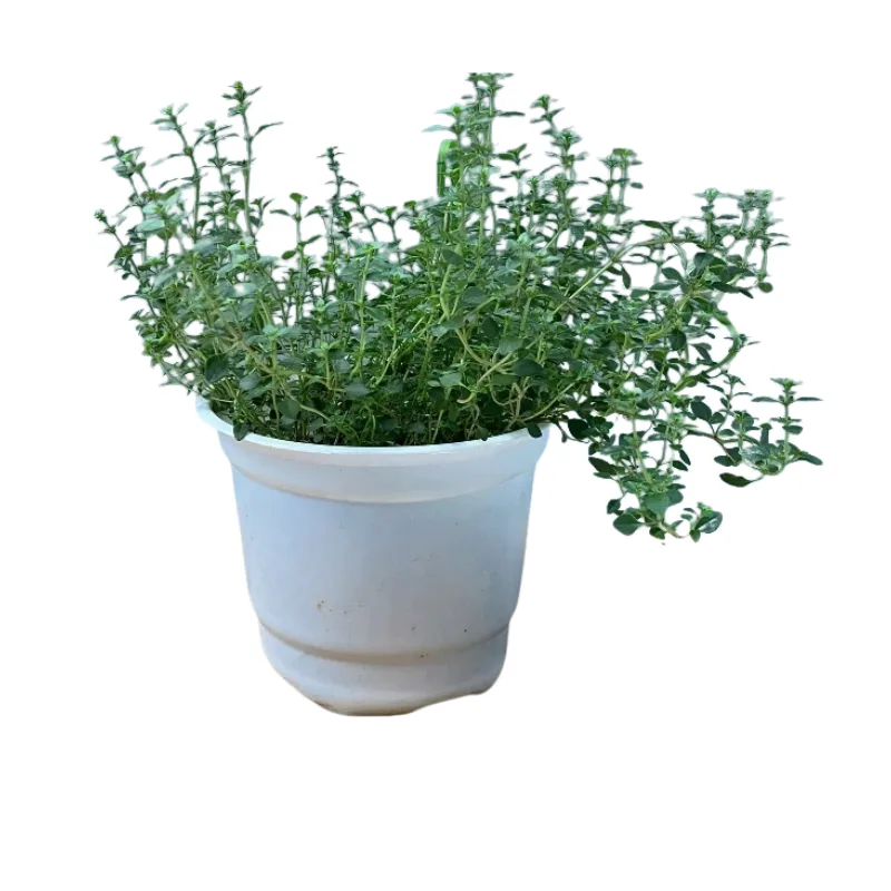 34.png