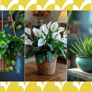 những loài cây may mắn cho 12 cung hoàng đạo