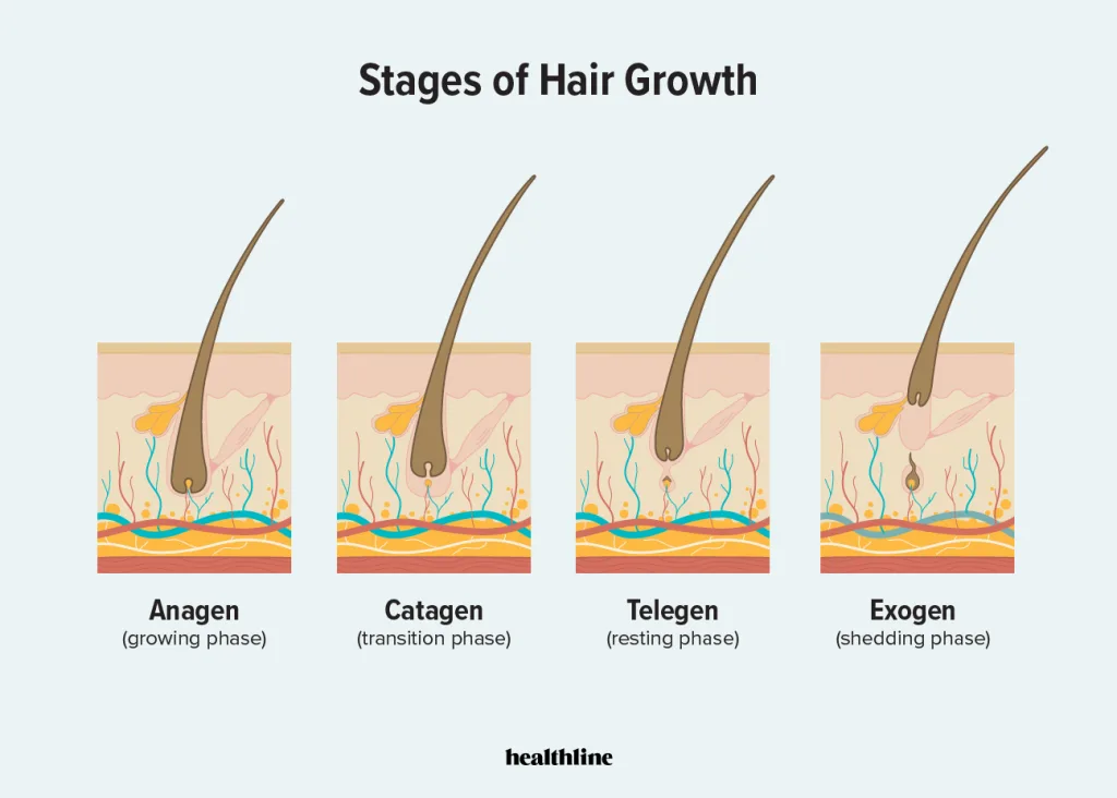 Minoxidil ảnh hưởng đến quá trình hình thành sợi tóc.