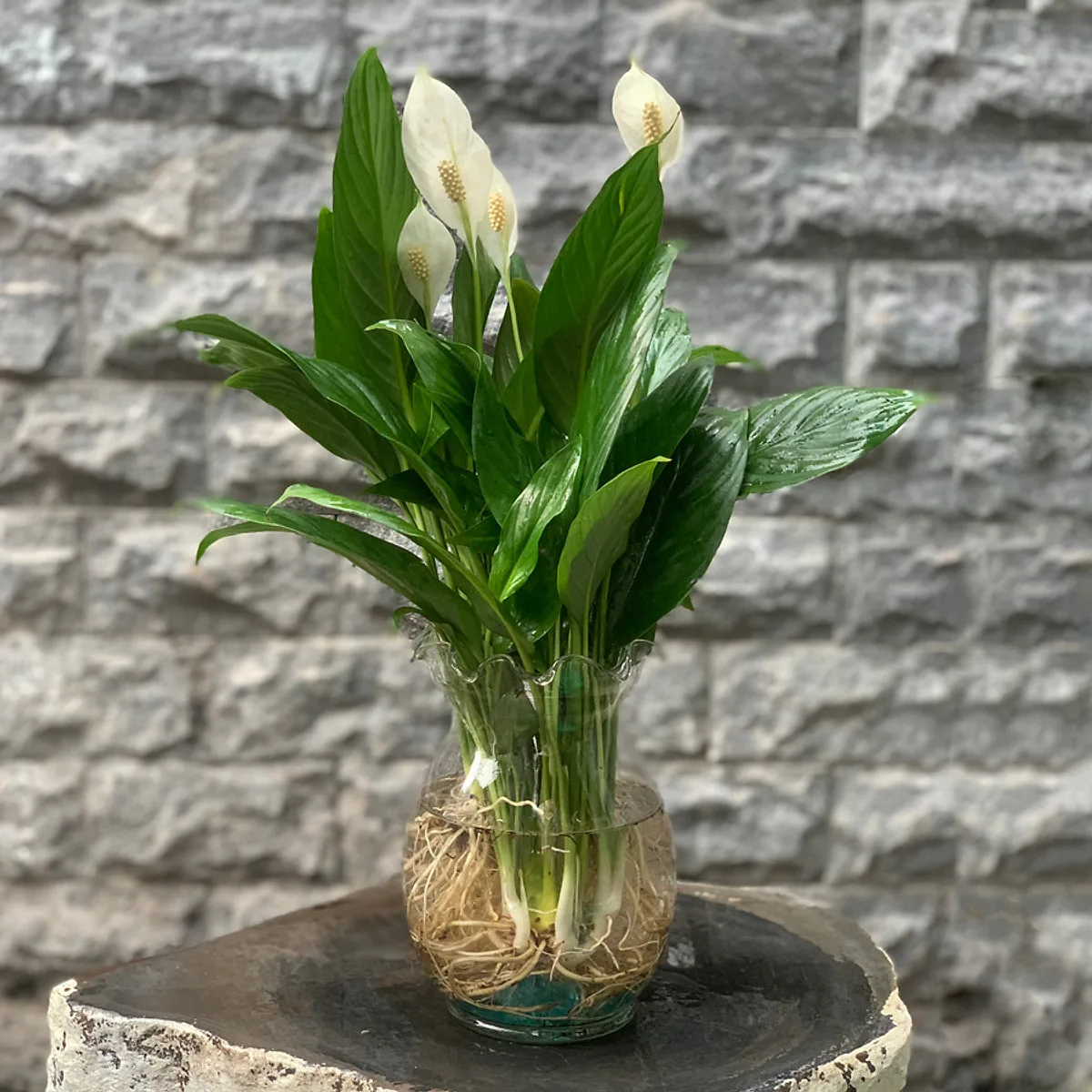 hình ảnh_2021-07-22_161025.png
