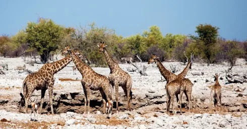 Du lich Namibia tieng goi noi hoang da 12