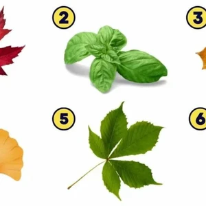 trắc nghiệm chiếc lá cây