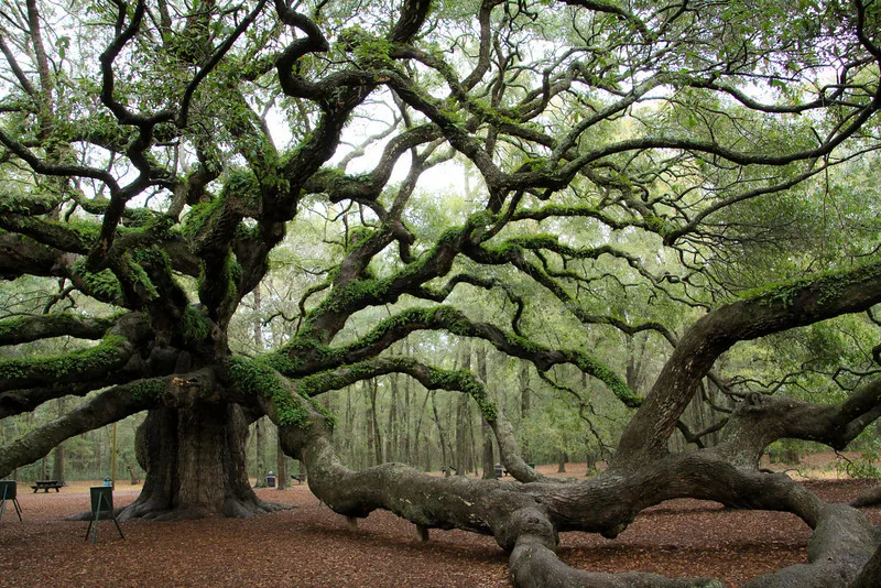 cây sồi nam carolina cây sồi nam carolina