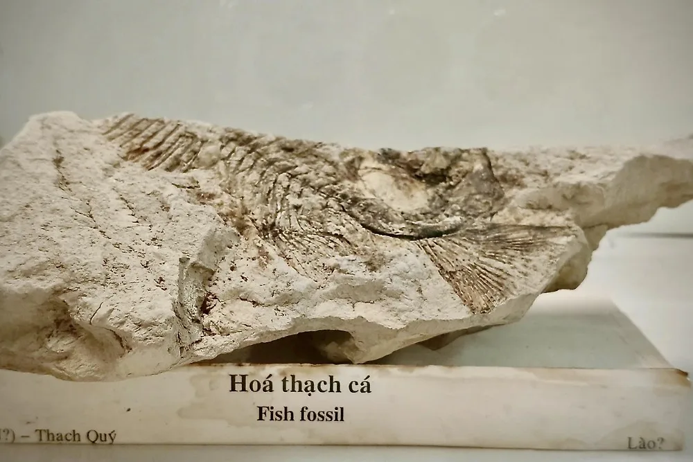 Hóa thạch cá
