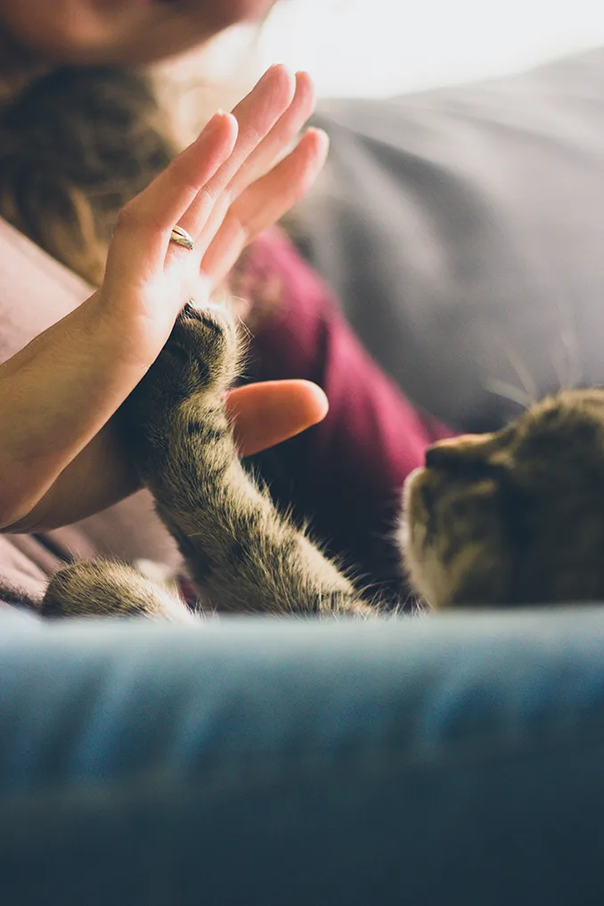 tật xấu của mèo 9 tật xấu của mèo 9