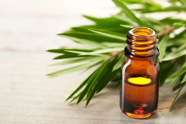 5 giải pháp tại nhà giúp phòng ngừa tình trạng lông mọc ngược 5 giải pháp tại nhà giúp phòng ngừa tình trạng lông mọc ngược