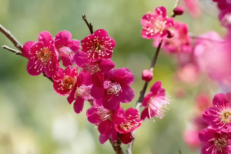 hoa mận